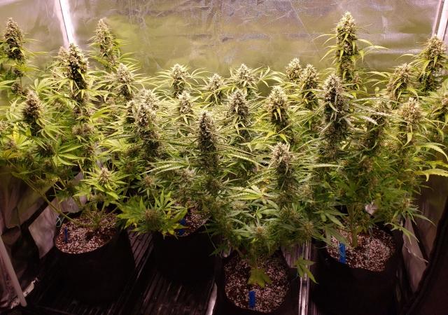 The Best Indica Autoflowering Strains for Outdoor Cultivation: Potent, Pungent, and Perfectly Suited for Your Environment