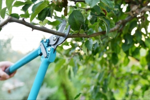 Pruning Dos and Don'ts: Tips for Proper Tree Trimming